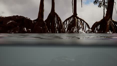 above and below the sea surface near mangrove trees