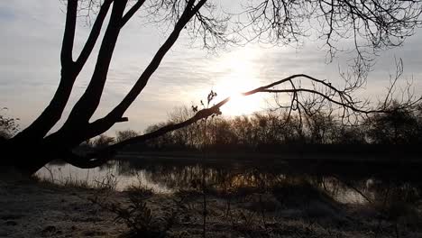 Amanecer-Brillando-Detrás-De-La-Rama-De-Un-árbol-Sobre-Un-Canal-Estrecho-Agua-Helada-Ondulada-Temprano-En-La-Mañana