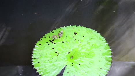 two small frogs on a floating lily pad on a small pond in the entopia butterfly pavilion in penang, malaysia