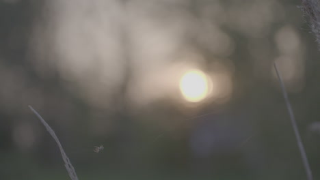 close up of a spider climbing its web in the morning during sunrise with the sun in the back on a sunny day log