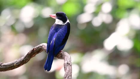 Der-Schwarzkopf-eisvogel-Hat-Einen-Bonbonartigen-Roten-Schnabel-Und-Eine-Schwarze-Kappe,-Die-In-Thailand-Und-Anderen-Asiatischen-Ländern-Zu-Finden-Ist