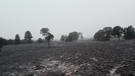 Cinematic-drone-footage-rising-above-frost-covered-heather-moorland-to-reveal-ancient-Scots-pine-trees-through-frozen-fog-in-winter