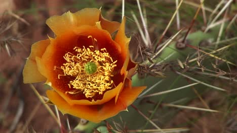 closeup of a blooming desert cactus in zion national park