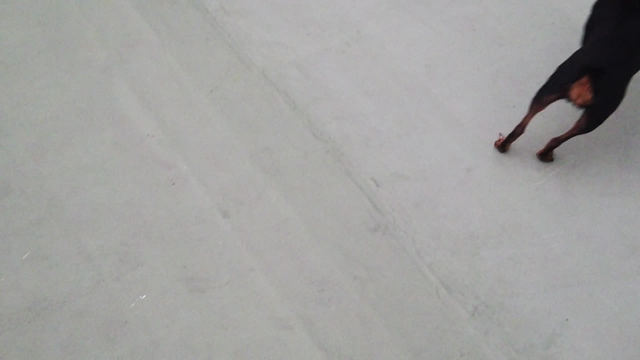 mini pinscher miniatura perro lindo corriendo feliz en cámara lenta, tiro de ángulo alto