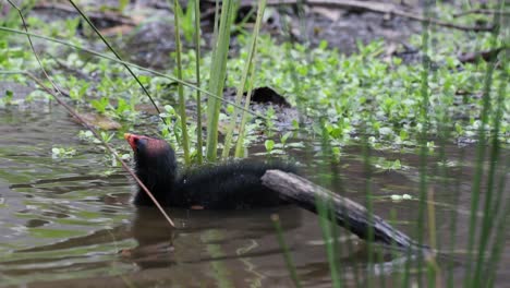 bird gathering materials for nest in water