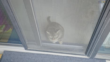 cute tabby cat standing at a screen door - high angle