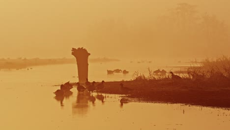 Vergrößerte-Aufnahme-Von-Gänsen-Auf-Dem-Fluss-–-Sanftes-Goldenes-Morgenlicht,-Gestreut-Im-Nebel