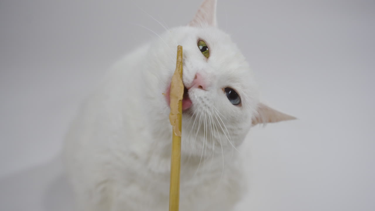 백색 고양이가 중립적인 색 배경 앞에서 는 간식을 즐기고, 차분한 중간, 혀가 스틱 주위에 퍼져있는 각도 머리