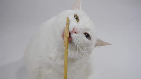 gato blanco disfrutando de un bocadillo de masticación frente a un fondo blanco neutral, tiro medio tranquilo, cabeza en ángulo con la lengua extendida alrededor del palo