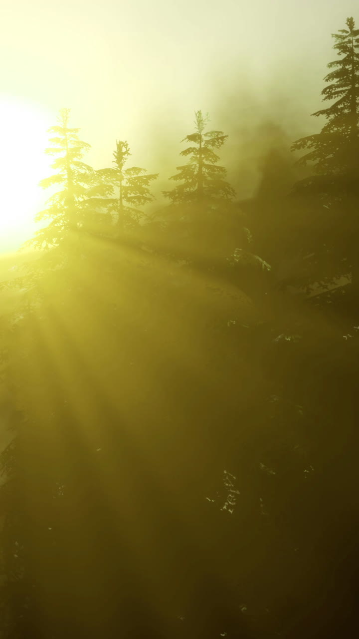A luz do nascer do sol filtra-se através das árvores em uma paisagem florestal durante as horas da manhã