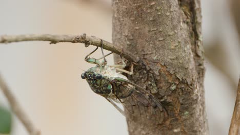 face and eyes of robust cicada hanging upside down on twig and make noise sound - macro closeup