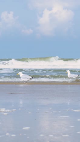 gull on a beach with waves