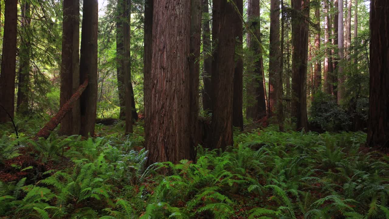 Lost Coast Trail PNW Redwood National and State Parks forest sun mist fog rain aerial drone California Eureka Fort Bragg giant sequoia tallest tree dense green foliage nature landscape left motion