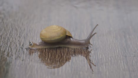 4k video snail slowly crawling on wet wooden floor.