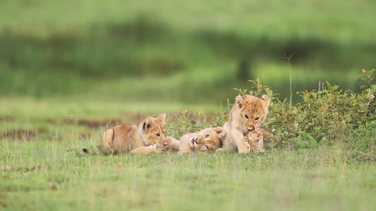 Slow Motion Lion Cubs Playing in Africa in Serengeti in Tanzania, Cute Playful Baby Funny Animals, Lion Cub in Serengeti National Park, Low Angle Shot on African Wildlife Safari in Green Grass Scenery