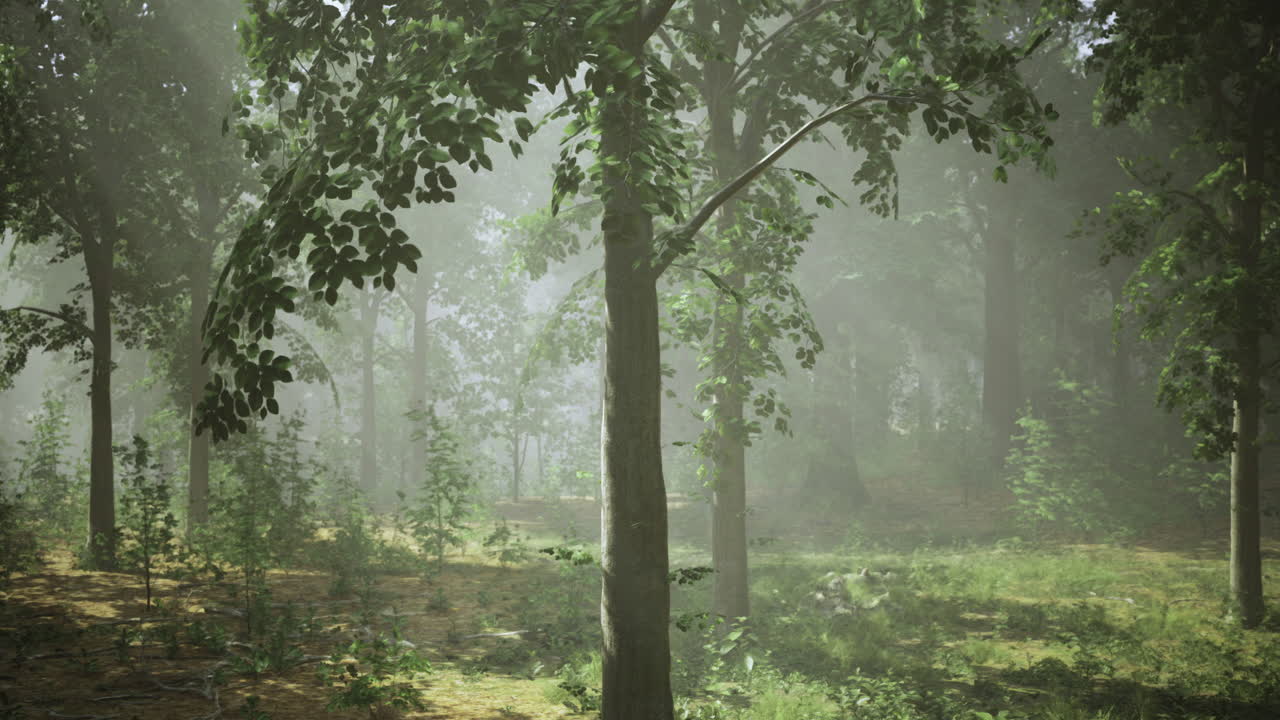 Serene forest landscape with mist and lush greenery near a tranquil clearing