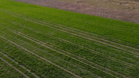 A-couple-of-roe-deers-feed-on-a-spring-farm-field-in-the-early-morning