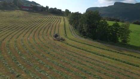 Rastrillado-De-Cultivos-De-Ensilaje-Cortados-Por-Tractor-En-Hileras-En-Exuberantes-Tierras-De-Cultivo,-Aéreo