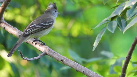 Beautiful-detailed-bird-with-crown-on-head-standing-on-a-branch-and-looking-around,-close-up