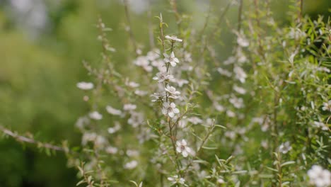 Manuka-Flor-En-Verano-Nueva-Zelanda-Primer-Plano