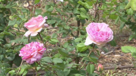 hermosas rosas rosas en un jardín