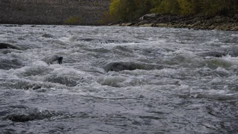 hand-held shot of water flooding down the river gorge