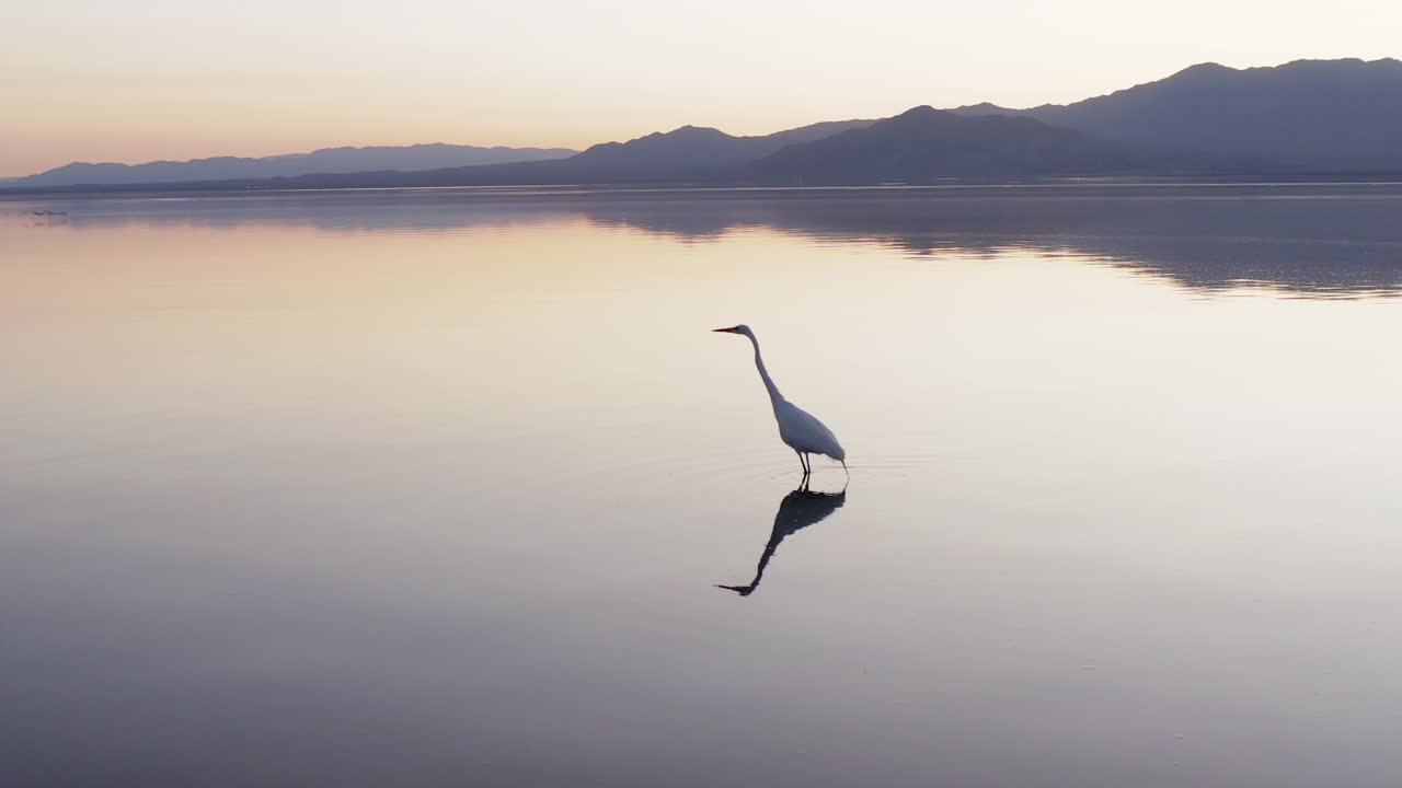 Salton Sea, Californie Grande aigrette dans l'eau calme au crépuscule