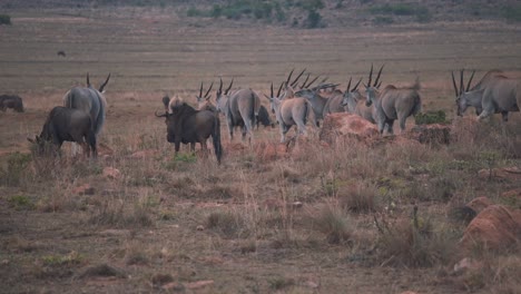 herd of elands and common wildebeests walking in african plains