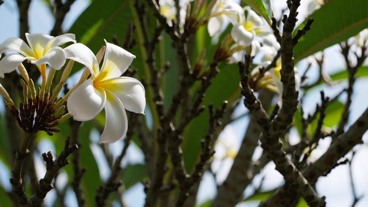 Hvite plumeriablomster som blomstrer på en tregren