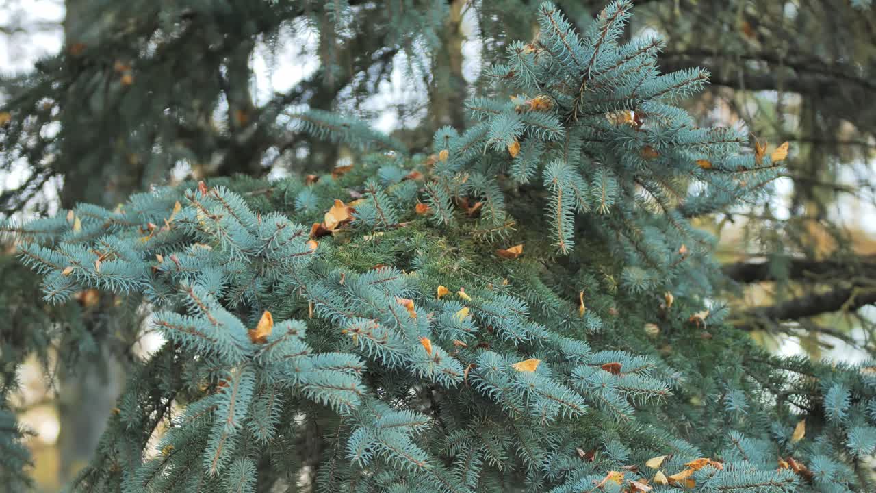 Silver fir near flowing water in serene Latvian forest under warm sunlight