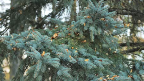 silver fir near flowing water in serene latvian forest under warm sunlight