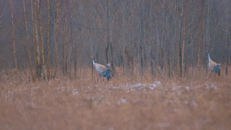 Pájaros-Grulla-En-Su-Camino-En-El-Aire