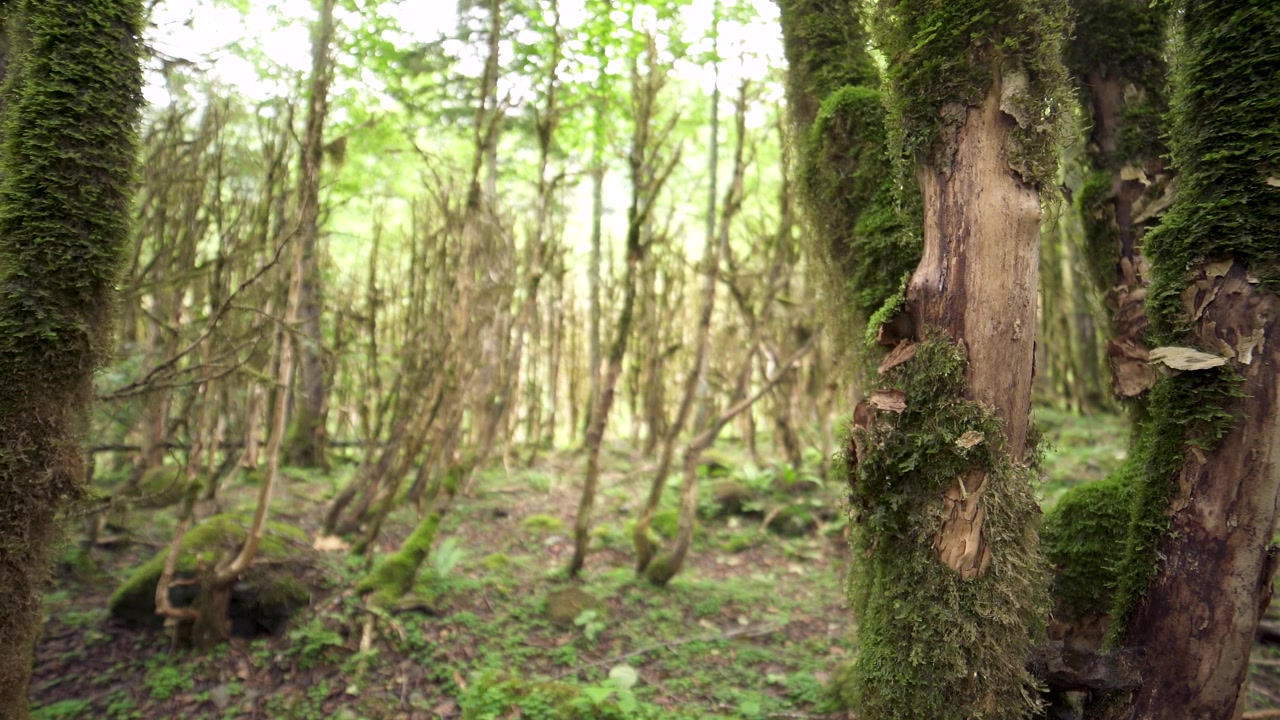 Árboles cubiertos de musgo en un bosque verde exuberante