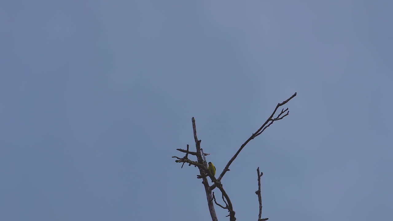 바람에 흔들리는 잎이없는 나무 꼭대기에 노란색 꾀꼬리