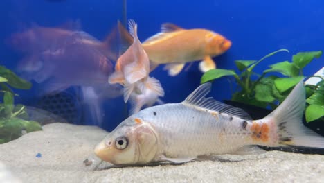 Muchos-Peces-Domésticos-De-Oro-En-El-Tanque-De-Vidrio-De-La-Tienda-Ver-Reflejo-Slomo-Cerrar