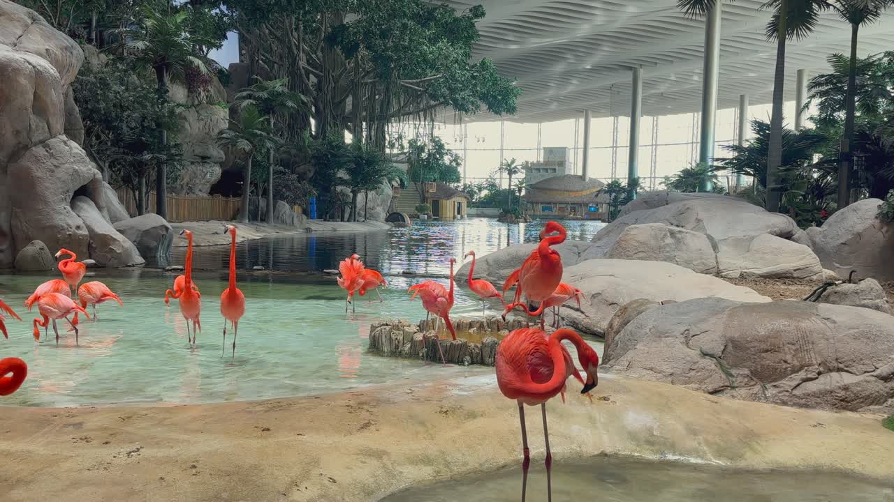 실내 열대 서식지 에서 분홍색 플라밍고