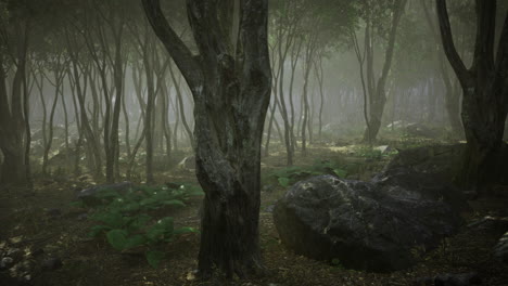misty forest with dense trees and rocky terrain during early morning hours