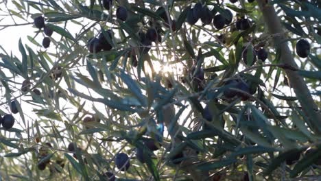 olive, oil, olives, fresh, italian, food, healthy, natural, plant, growing, grove, harvest, farm, nature, tree, green, ripe, mediterranean