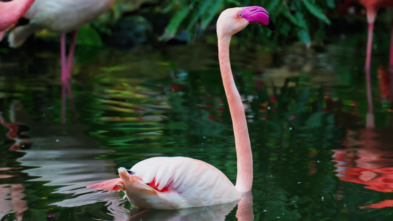 Close up of beautiful, pink flamingos standing in water at a zoo