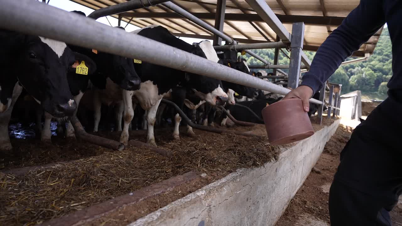 Contadino che dà cubetti di sale da leccare alle mucche in una fattoria rurale, garantendo il loro benessere e l'apporto di minerali essenziali per la loro nutrizione
