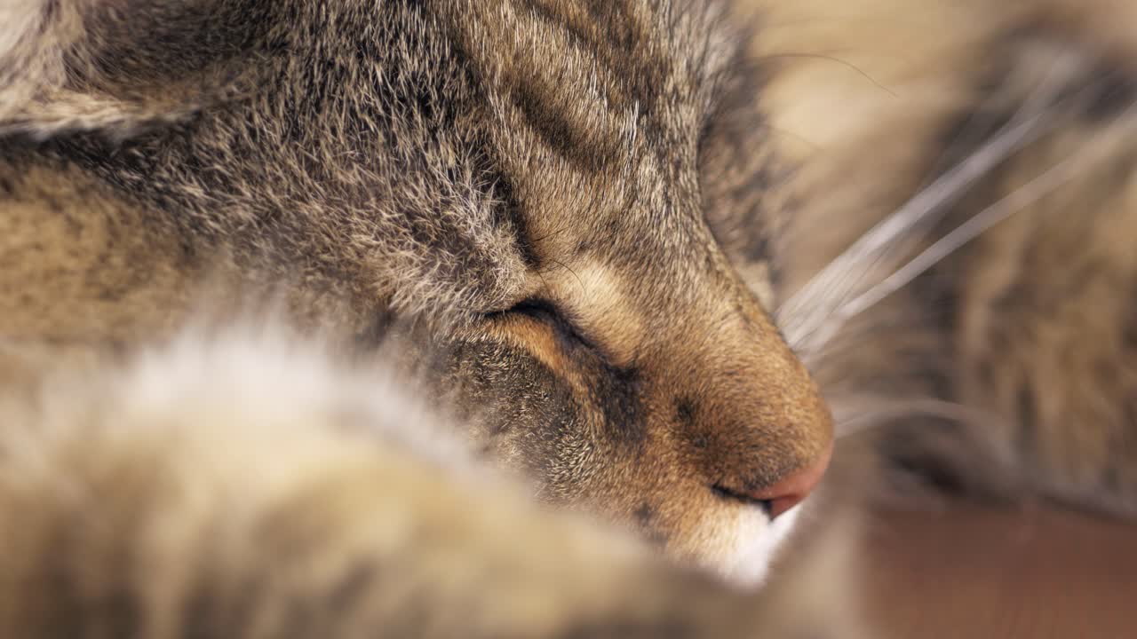 Tight close-up of a Norwegian Forest cat napping, with whiskers and a paw gently twitching as he dreams
