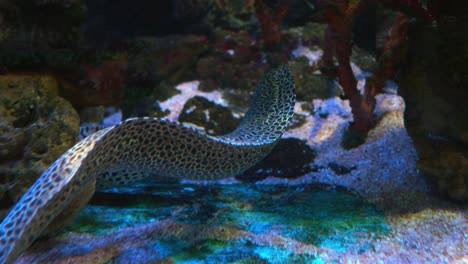 moray eels, or muraenidae, are a family of eels whose members are found worldwide.