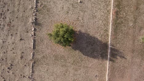 vista superior de drones 4k y perspectiva de un campo magnético de alto voltaje impacto negativo en la agricultura alrededor de la torre_españa