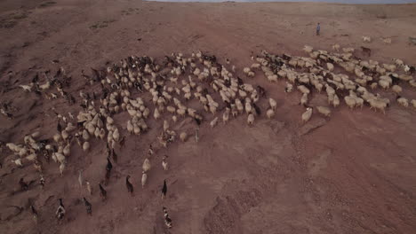 toma aérea siguiendo un rebaño de ovejas y cabras durante la puesta de sol