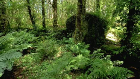 alte wassermühle für getreide mit vegetation bedeckt im wald mit kräftigen bäumen und farnen neben dem fluss, der es funktionieren ließ, geschossen nach rechts, ordes, galicien, spanien