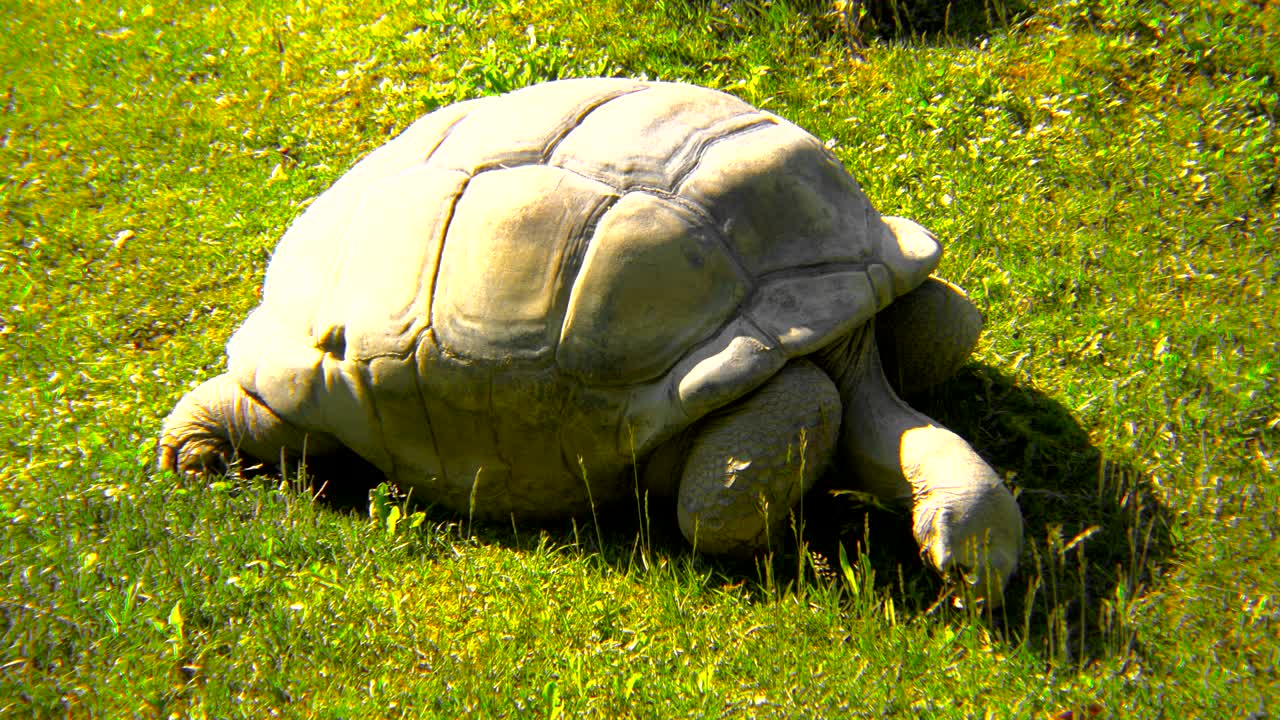 tortuga de las seychelles que come hierba