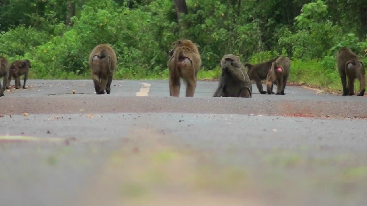 개코원숭이는 아프리카의 길을 따라 서로 놀고 쫓는다
