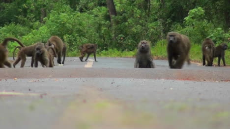 i babbuini giocano e si rincorrono lungo una strada in africa