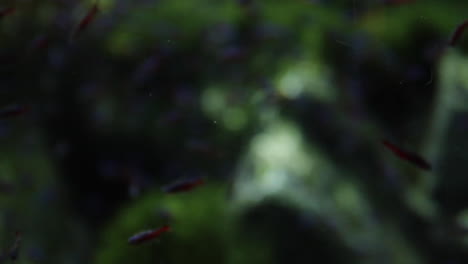 school of neon tetras in aquarium