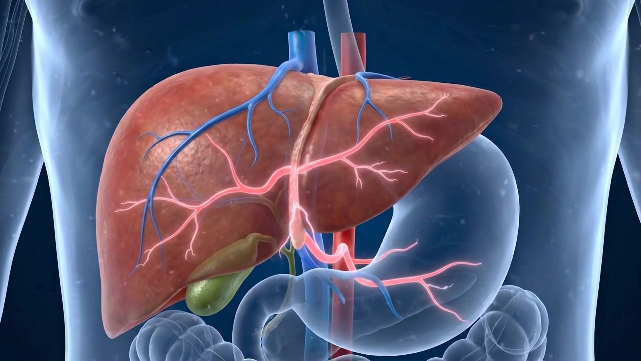 Educational medical render of human liver showing liver highlighted through the side of a translucent torso in realistic anatomical context